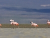 flamingai_2