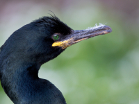 Kuoduotasis kormoranas