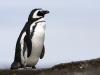 pingvinas_1