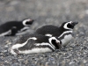 pingvinas_2