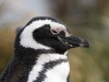 pingvinasai_10