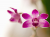 Orchidiniai naminiai