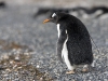 pingvinas_2p