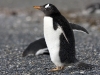 pingvinas_4