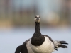 8544