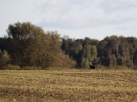 bb4i3984