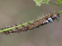 ad0c6257